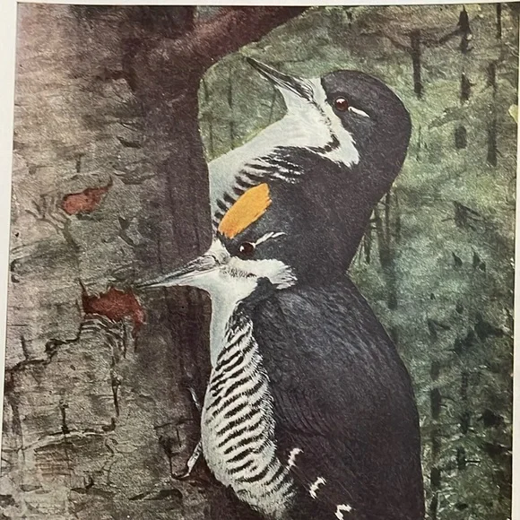 🖤5/$25 Antique Ornithological Bird Print Original wood pecker - Picture 9 of 13